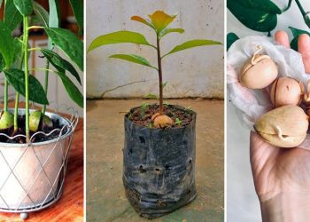 6 conseils pour cultiver l’avocatier en pot