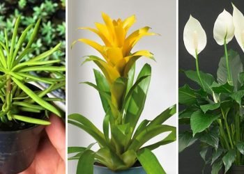 7 plantes d’ombre pour les pièces sans soleil