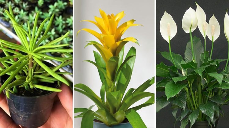 7 plantes d’ombre pour les pièces sans soleil