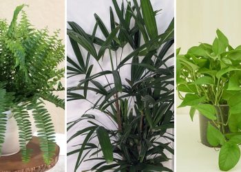 9 plantes purificatrices d’air