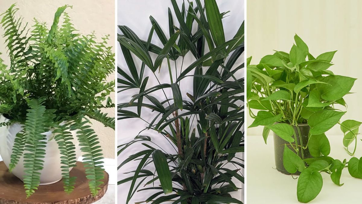 9 plantes purificatrices d’air – purifier l’air de la maison grâce aux plantes