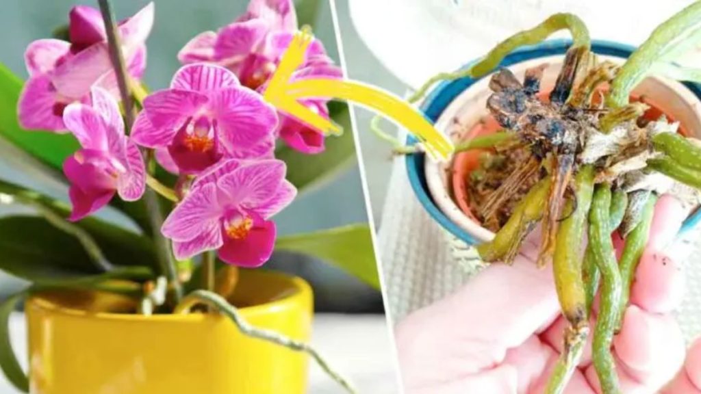 Astuce Pour Sauver Une Orchidée Et La Faire Refleurir – Astuce Pratique ...