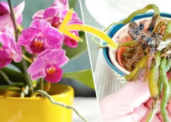 Astuce pour sauver une orchidée et la faire refleurir