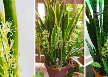 Avoir une belle Sansevieria