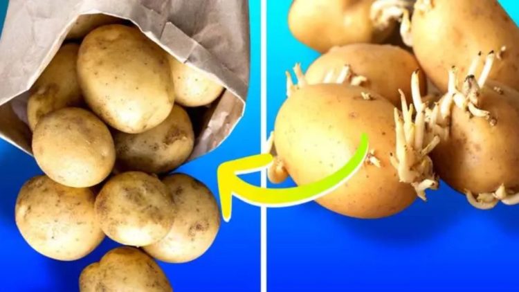 comment-eviter-que-les-pommes-de-terre-ne-germent