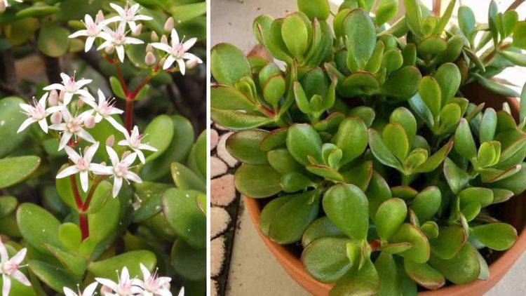 Comment faire fleurir un arbre de Jade chez vous