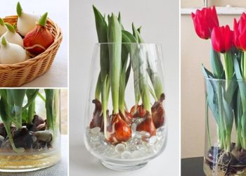 Comment faire pousser des tulipes dans l'eau