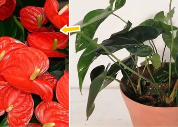 Comment faire refleurir un anthurium