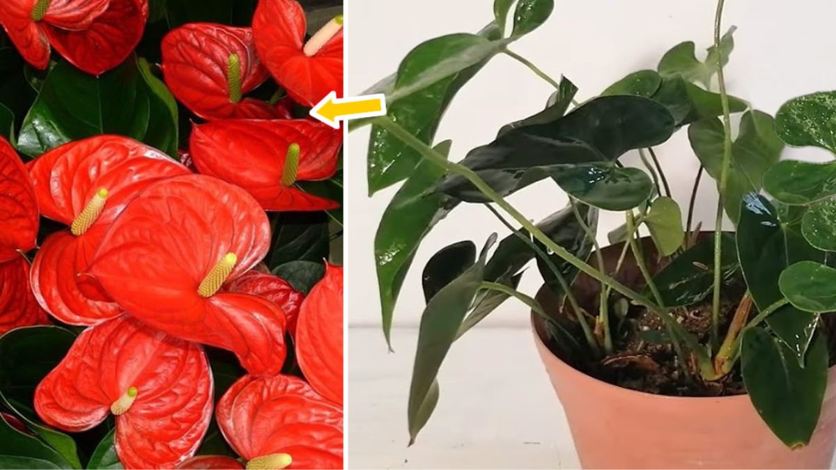Comment faire refleurir un anthurium ? culture et entretien pour une belle floraison Comment