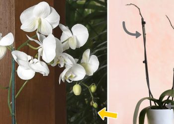 Comment faire refleurir votre orchidée ?