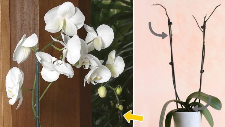 Comment faire refleurir votre orchidée ?