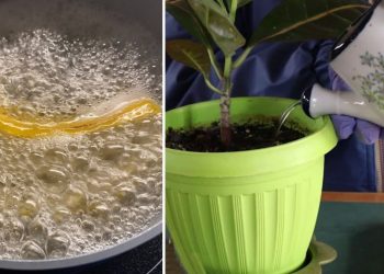 Comment préparer un engrais exceptionnel pour vos plantes