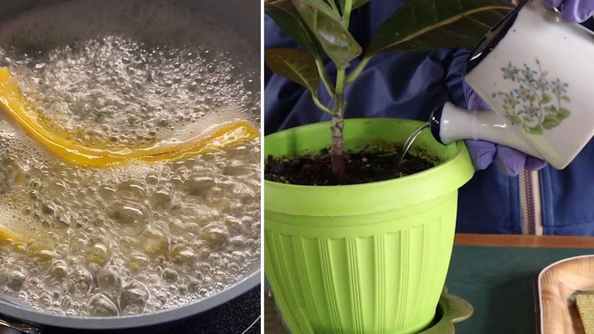 Comment préparer un engrais exceptionnel pour vos plantes – eau de banane pour nourrir vos plantes