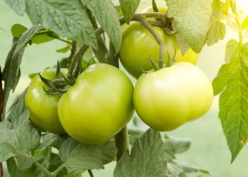 Confiture de tomates vertes