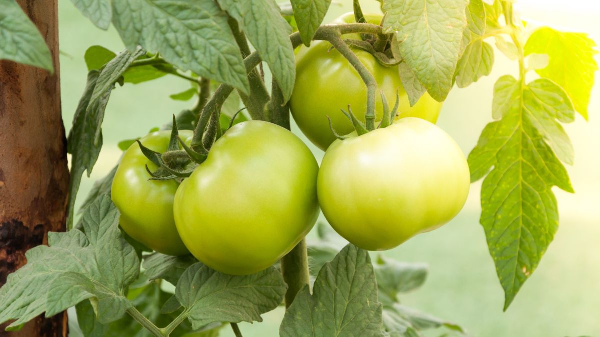 Confiture de tomates vertes – recette délicieuse et facile