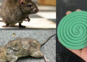 Éliminer les rats naturellement