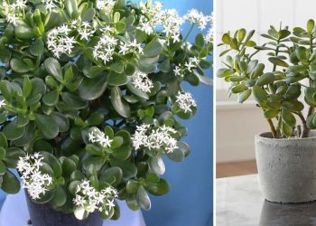 Faire fleurir un arbre de Jade