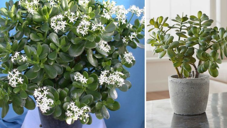 Faire fleurir un arbre de Jade