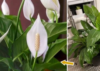 Faire refleurir le spathiphyllum