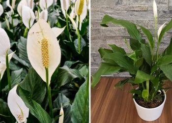 Faire refleurir un Spathiphyllum