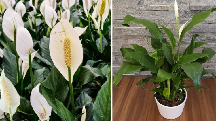 Faire refleurir un Spathiphyllum