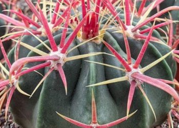 Ferocactus latispinus entretien