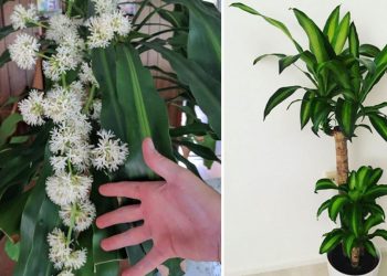 Guide d’entretien du Dracaena Fragrans