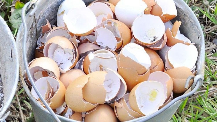 4 moyens d’utiliser les coquilles d’œuf dans le jardin et la maison
