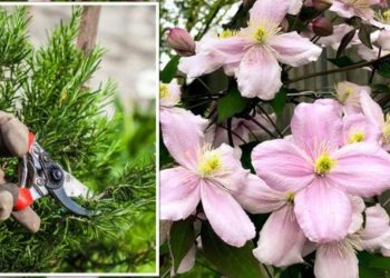 4 variétés de plantes à ne pas tailler en hiver