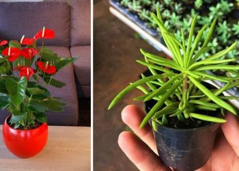 5 plantes qui n'ont pas besoin de lumière