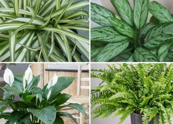 9 plantes d’intérieur qui purifier l’air dans votre maison