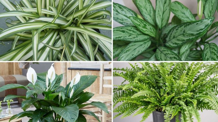 9 plantes d’intérieur qui purifier l’air dans votre maison