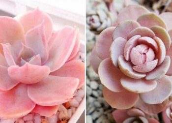 9 plantes succulentes roses magnifiques et faciles à entretenir