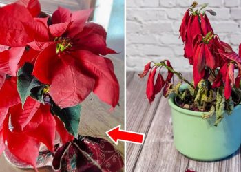 Astuces pour garder son poinsettia en vie