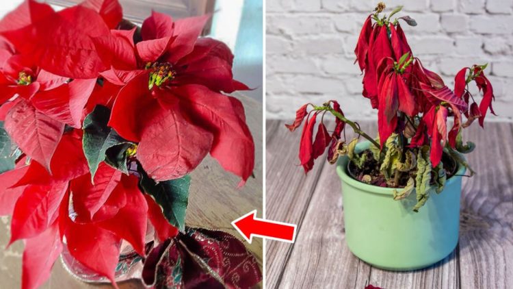 Astuces pour garder son poinsettia en vie