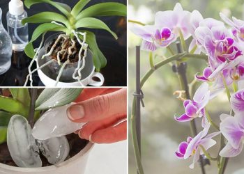 Astuces pour garder votre orchidée saine