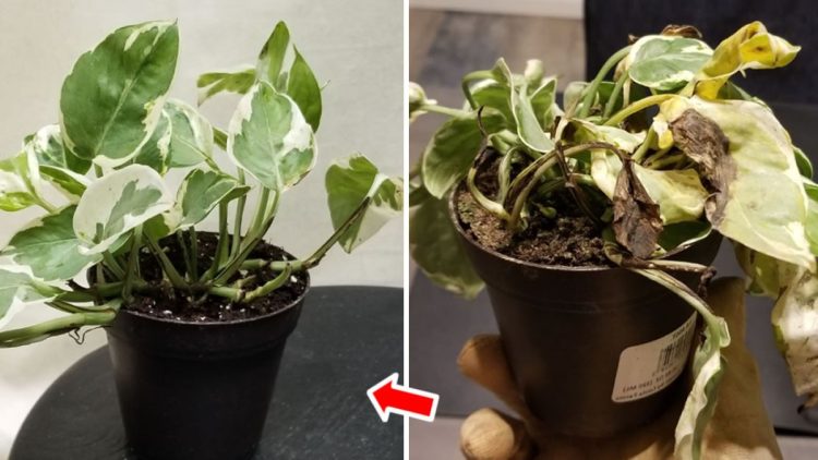 Astuces pour sauver une plante morte