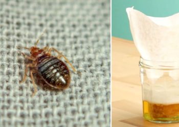 Astuces pour se débarrasser des insectes dans la maison