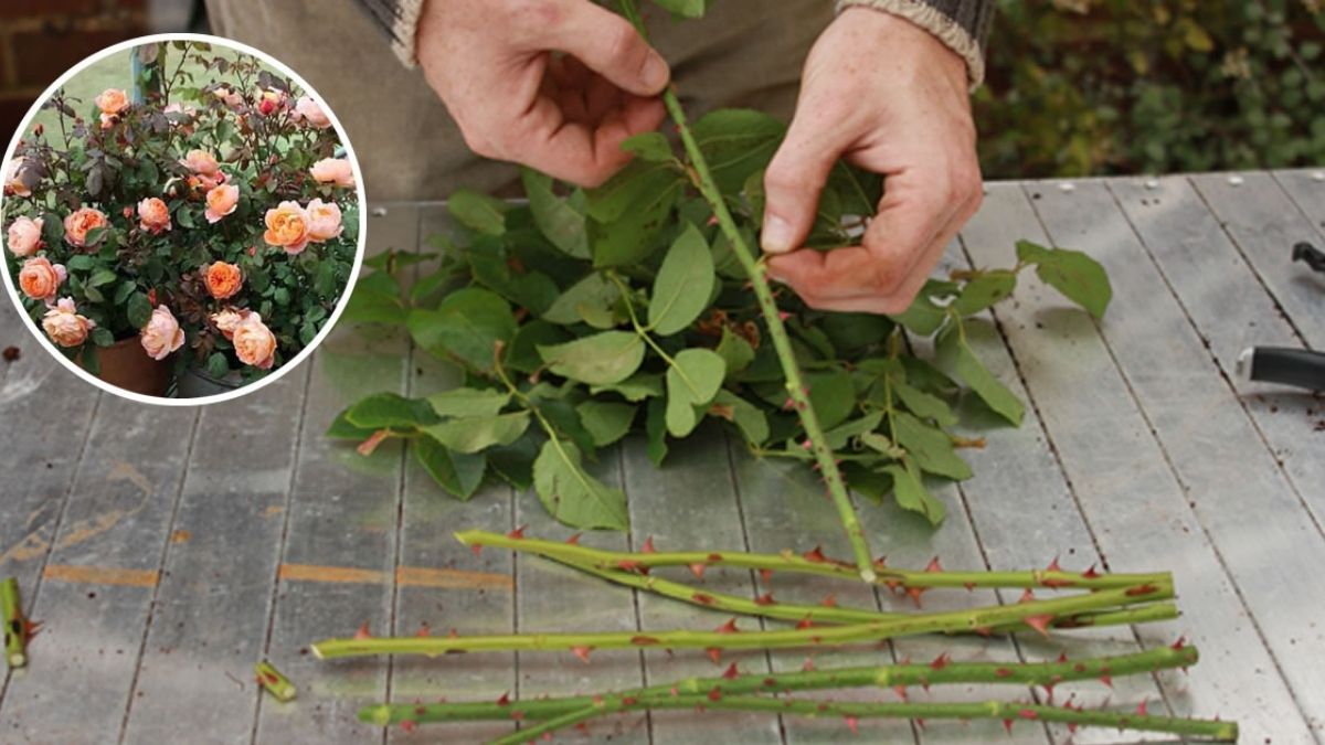 Bouturer Un Rosier Comment Faire Les Boutures De Rosiers