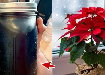 Comment faire faire refleurir et rougir votre poinsettia