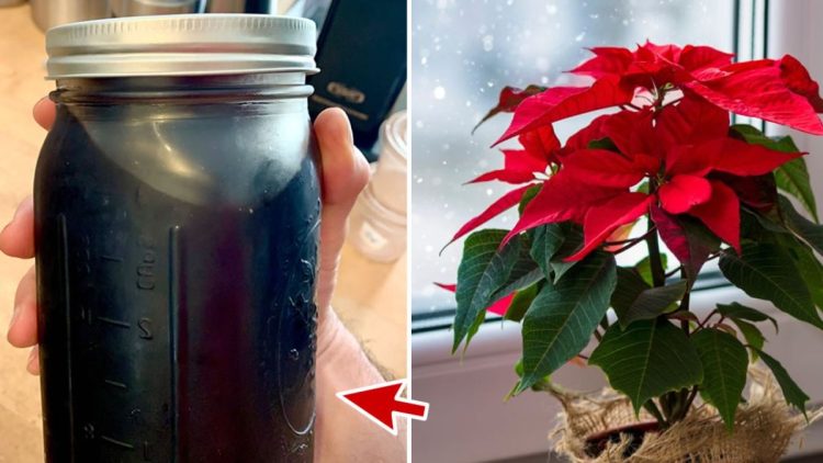 Comment faire faire refleurir et rougir votre poinsettia