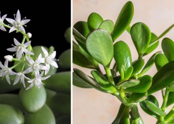 Comment faire fleurir un arbre de Jade