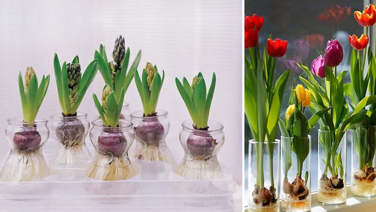 Comment faire pousser des bulbes de jacinthe et de tulipe dans l'eau