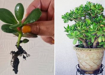 Comment multiplier un arbre de jade par bouturage des feuilles