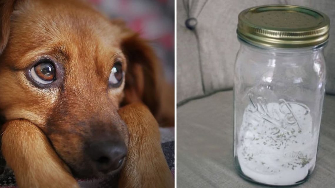 comment se débarrasser des odeurs d urine de chien