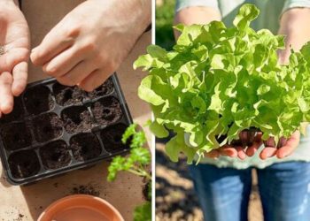 Comment semer et faire pousser les graines de laitue toute l’année grâce à une méthode de 5 minutes ?