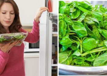 Comment stocker la feuille de salade en sachet sans humidité ?