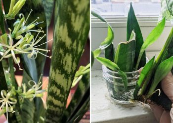 Découvrez comment bouturer le Sansevieria et comment en prendre soin