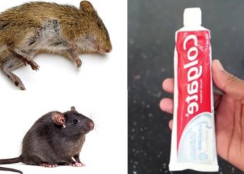 Eliminer les rats avec du dentifrice