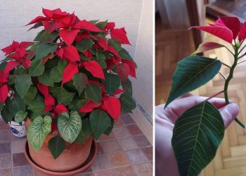 Multiplication du poinsettia